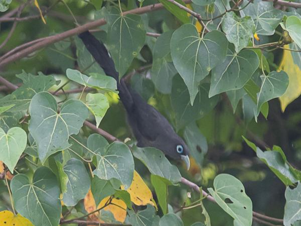<h3><a href="/trips/srilanka/biota/animalia/chordata/aves/030 cuculiformes/001 cuculidae/phaenicophaeus viridirostris/phaenicophaeus viridirostris-nl.html">Phaenicophaeus&nbsp;viridirostris</a> / Blue‑faced&nbsp;malkoha / Kleine&nbsp;groensnavelmalkoha</h3>NIKON D500 met AF-S Nikkor 300mm f/2.8G IF-ED VR II, 1/800 sec  bij F4.8, ISO 1100, afstand 44.6&nbsp;m